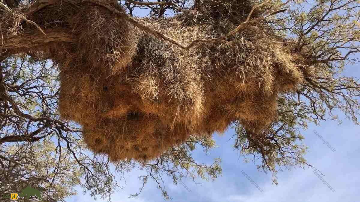 بافنده اجتماعی؛ پرنده‌ای با بزرگترین آشیانه جهان که لانه‌اش ۷ متر طول و بیش از یک تن وزن دارد