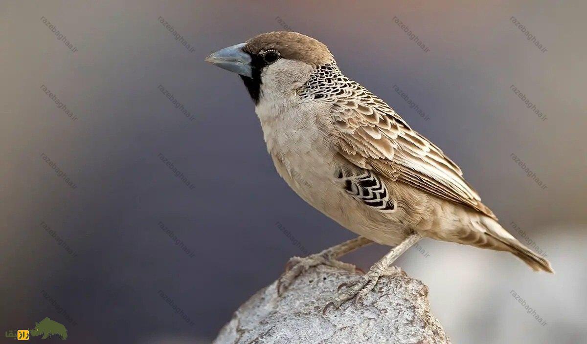 بافنده اجتماعی