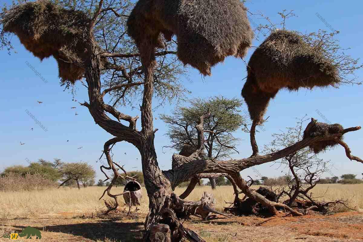 ساخت چند لانه در کنار هم توسط بافنده اجتماعی