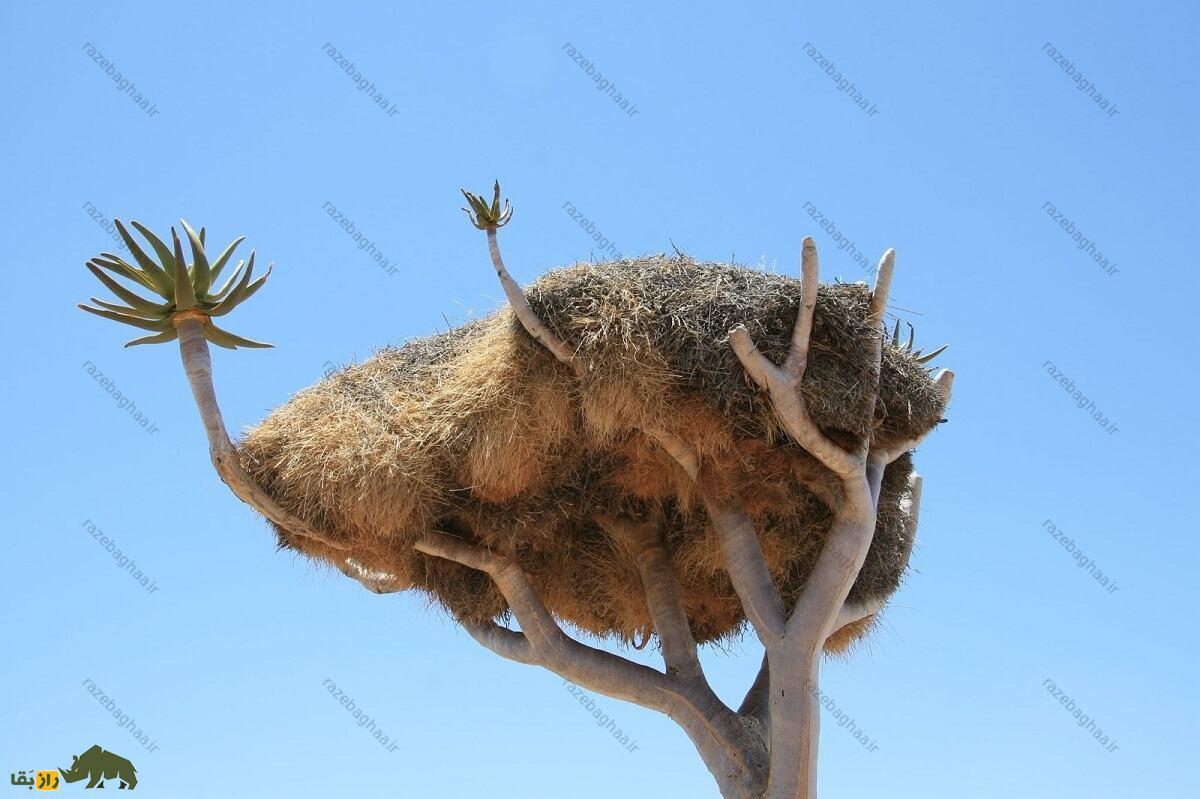 لانه بافنده اجتماعی روی درخت