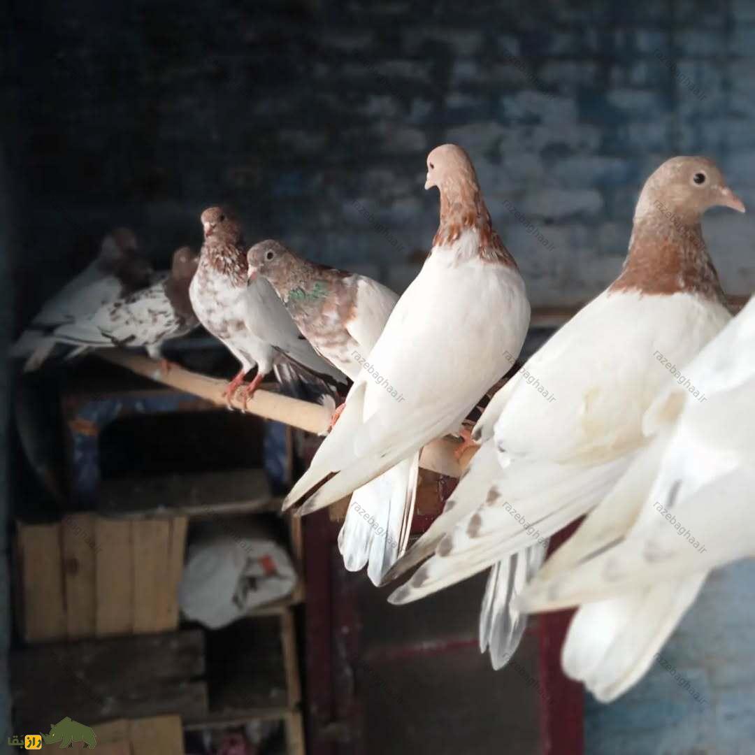 کبوتر رامپوری؛ کبوتر پاکستانی مرموز که قبل از طوفان و در تاریکی پرواز میکند یک دسته کبوتر رامپوری