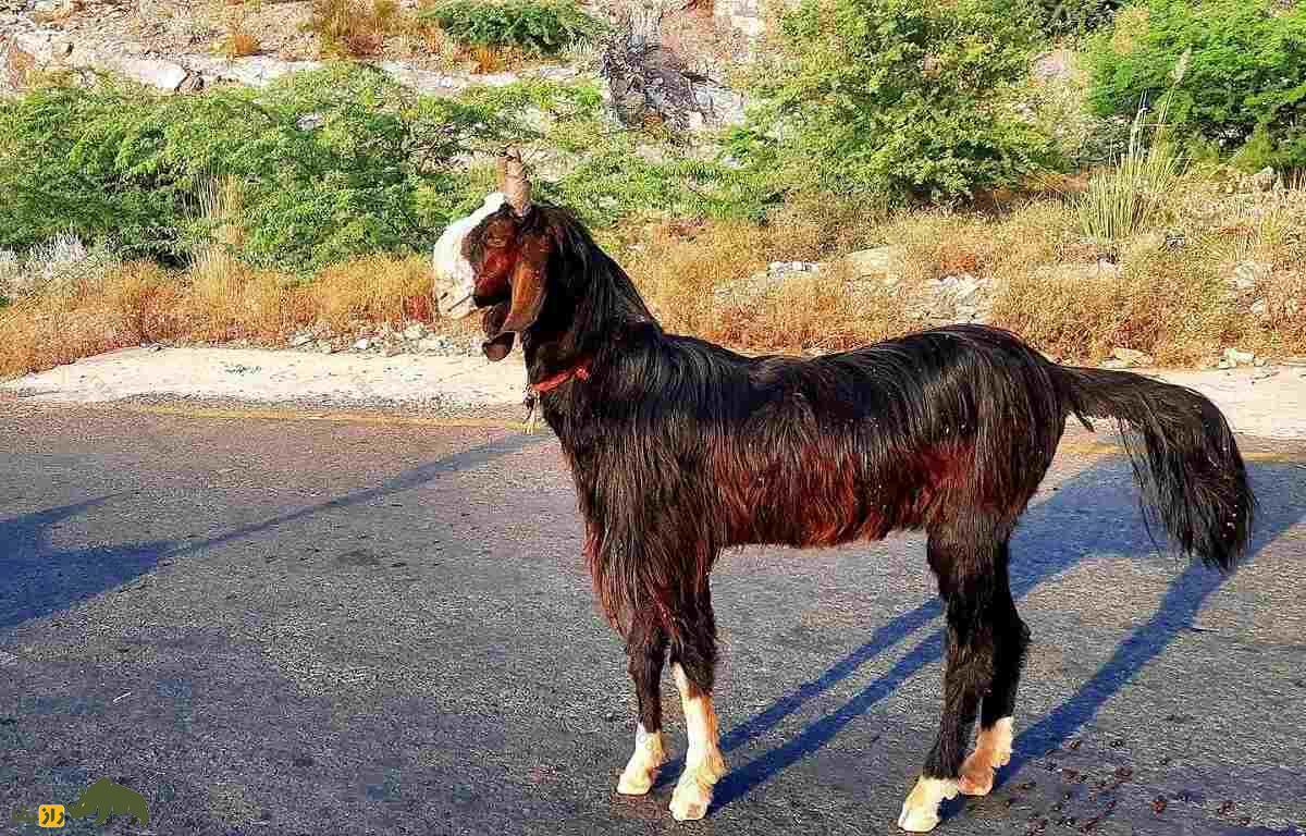 بز جَتال؛ بز فیصل‌آبادی که مانند شتر آب ذخیره می‌کند، گیاه خاردار می‌خورد و عاشق گیاهان شور است