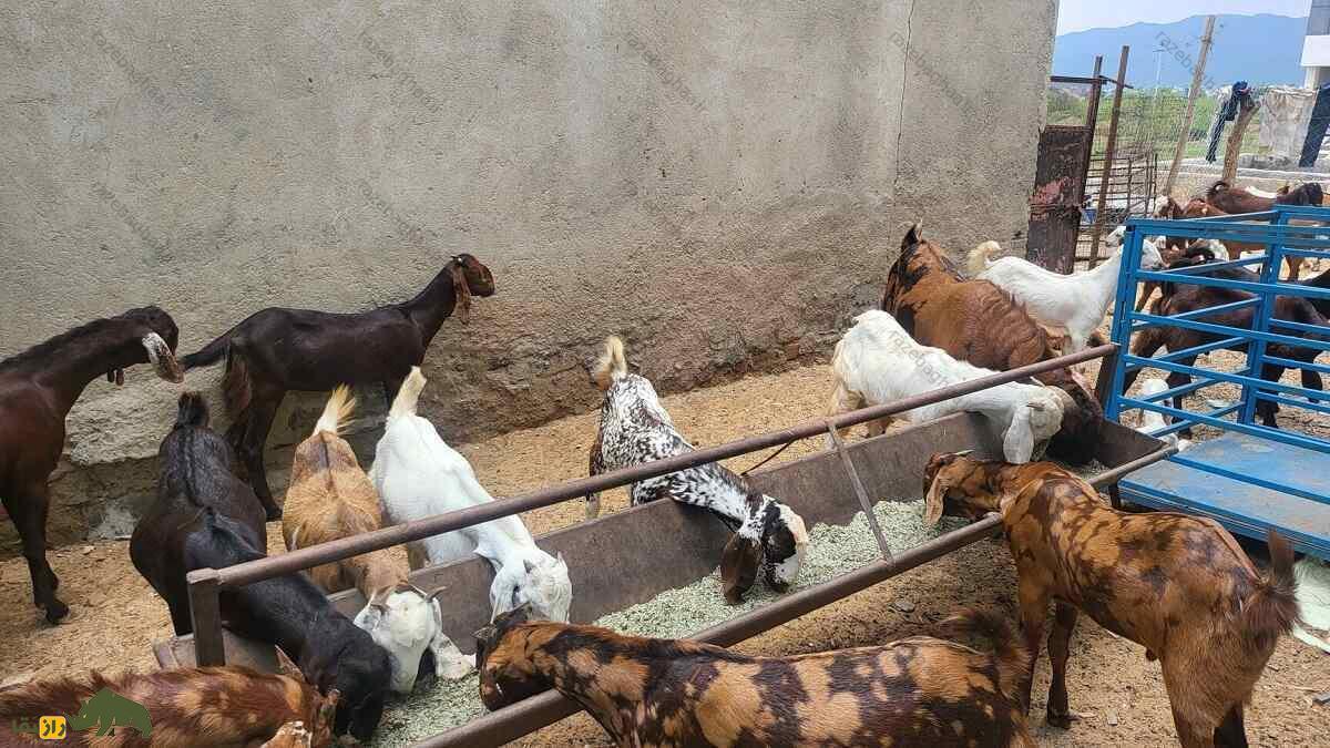 گله بز جَتال با رنگ‌های مختلف