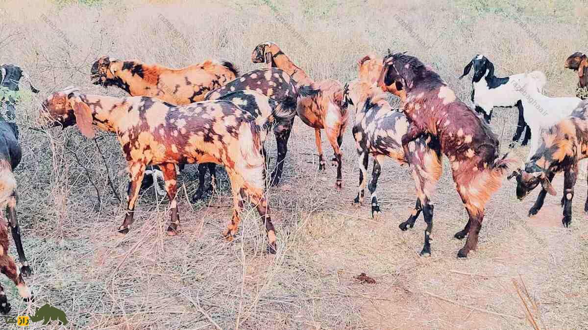 گله بز جَتال