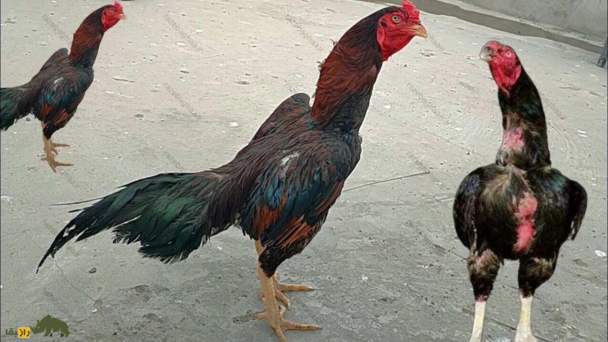 خروس لاخا؛ خروس پاکستانی و قوی‌ترین خروس دنیا که کلفت‌ترین پوست را در بین خروس‌ها دارد