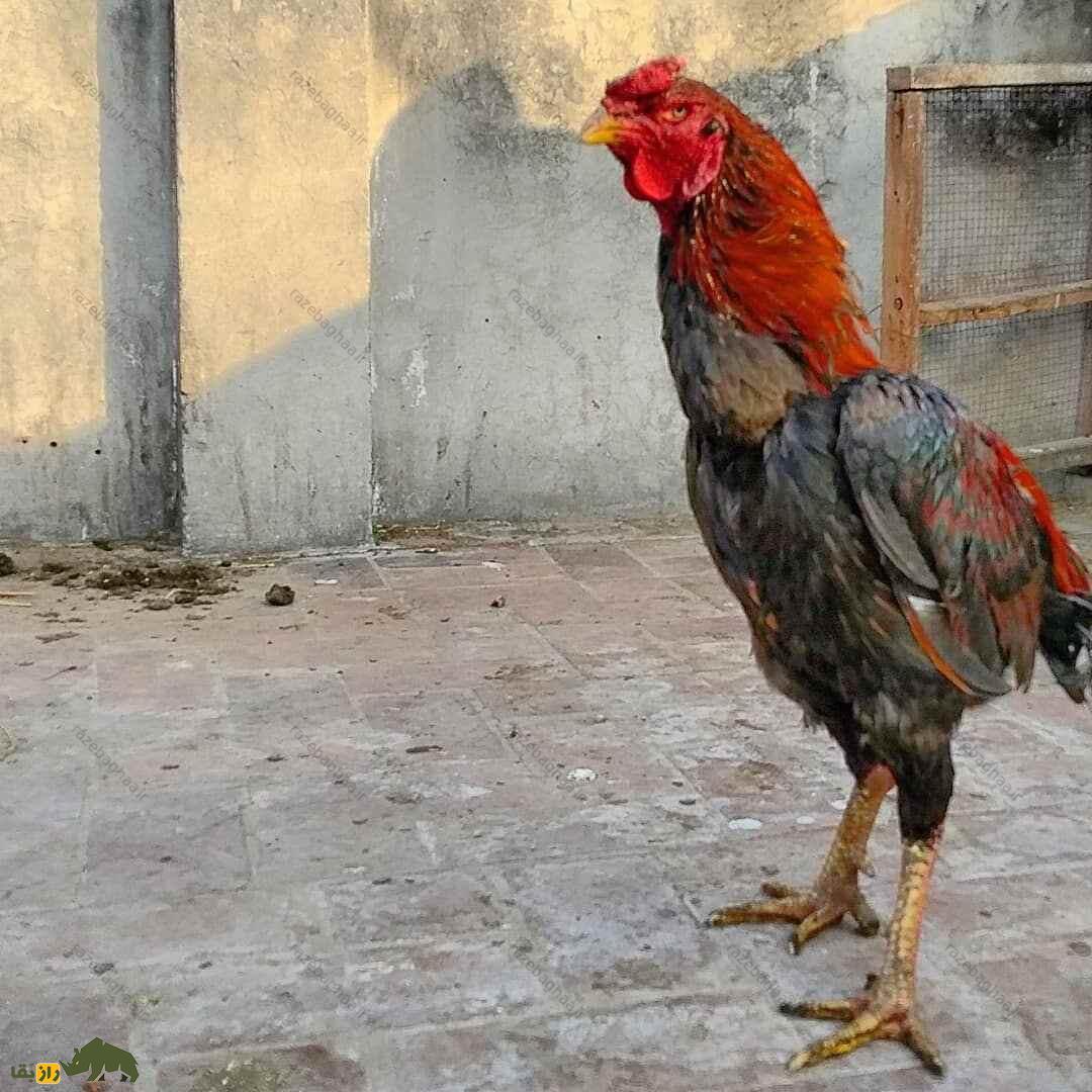 خروس لاخا