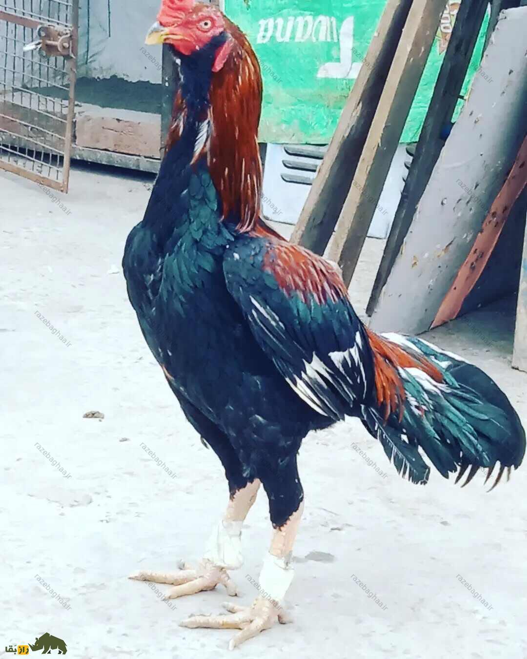 خروس لاخا