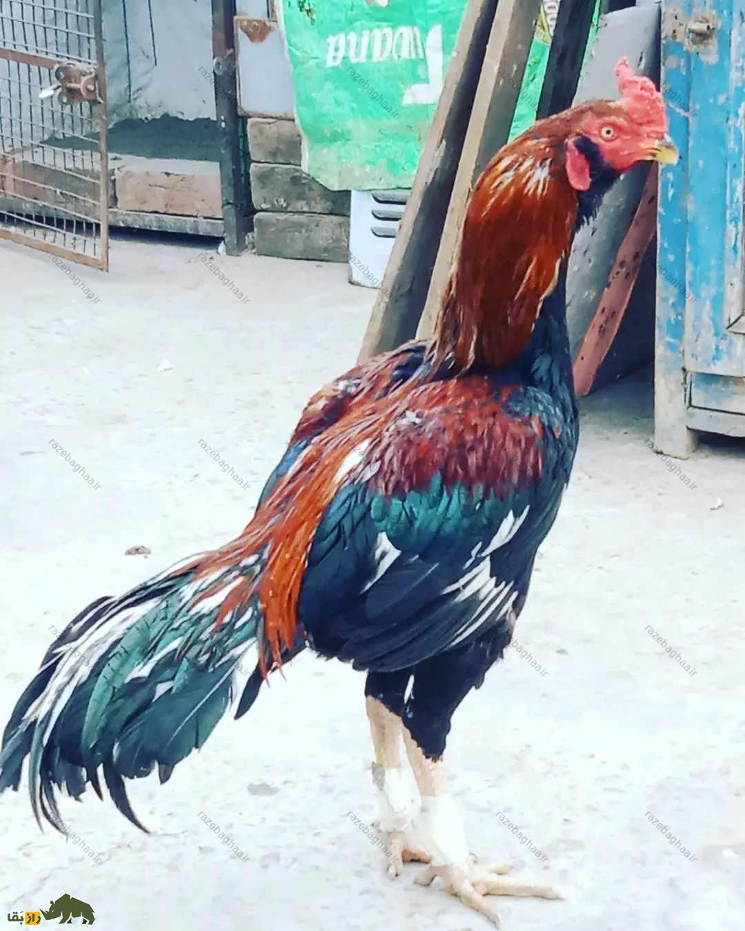 خروس لاخا