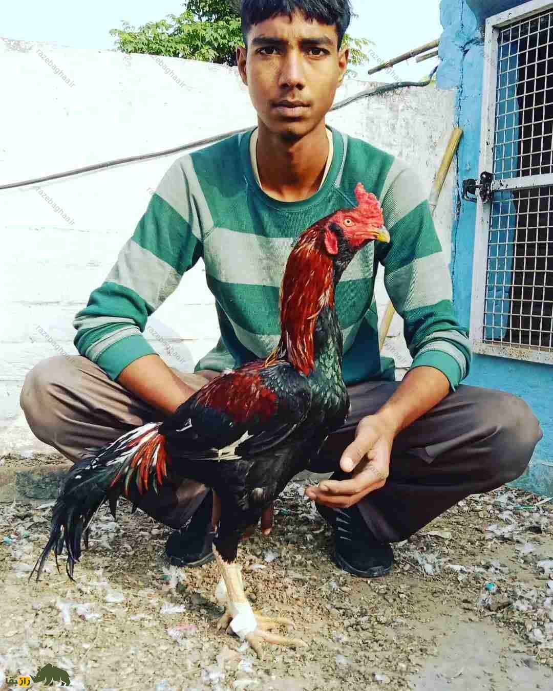 خروس لاخا به همراه صاحبش