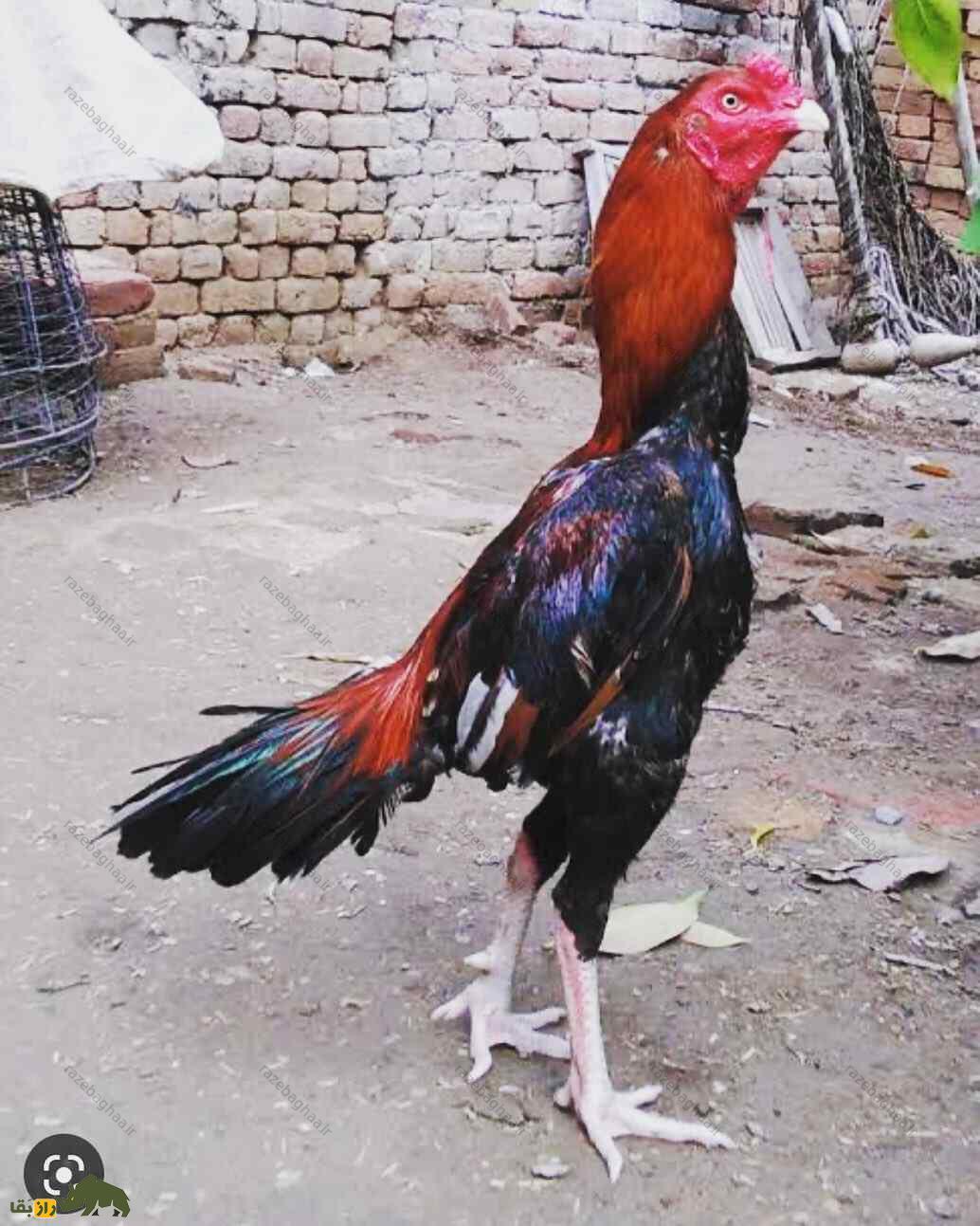 خروس لاخا
