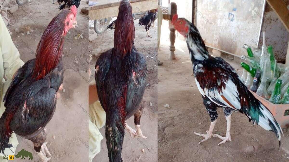 خروس لاخا؛ خروس پاکستانی و قوی‌ترین خروس دنیا که کلفت‌ترین پوست را در بین خروس‌ها دارد