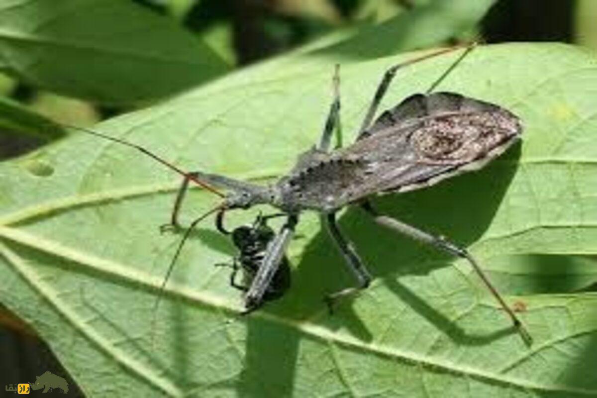 سنهای ضارب؛ شکارچیان مخفی با سم کشنده و استتار وحشتناک که در تاریکی به کمین طعمهها میروند سنهای ضارب؛ شکارچیان مخفی با سم کشنده و استتار وحشتناک که در تاریکی به کمین طعمهها میروند