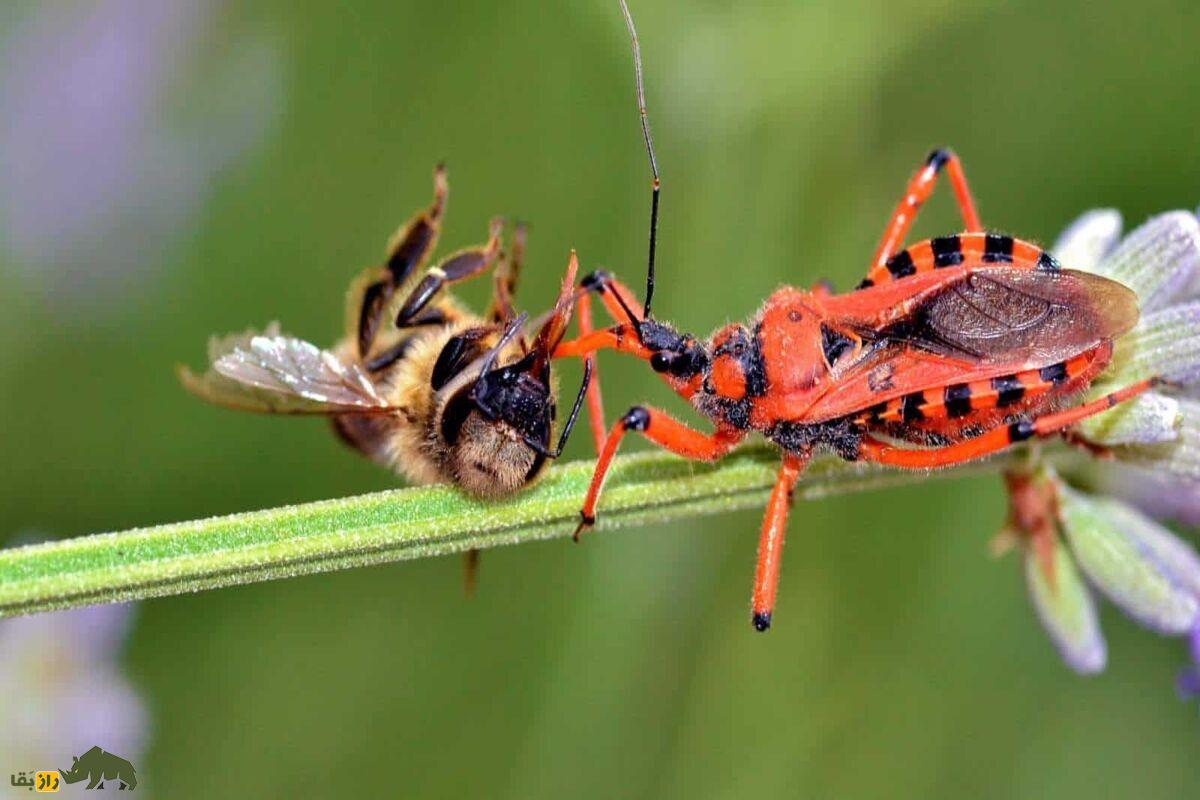 سنهای ضارب؛ شکارچیان مخفی با سم کشنده و استتار وحشتناک که در تاریکی به کمین طعمهها میروند سنهای ضارب؛ شکارچیان مخفی با سم کشنده و استتار وحشتناک که در تاریکی به کمین طعمهها میروند