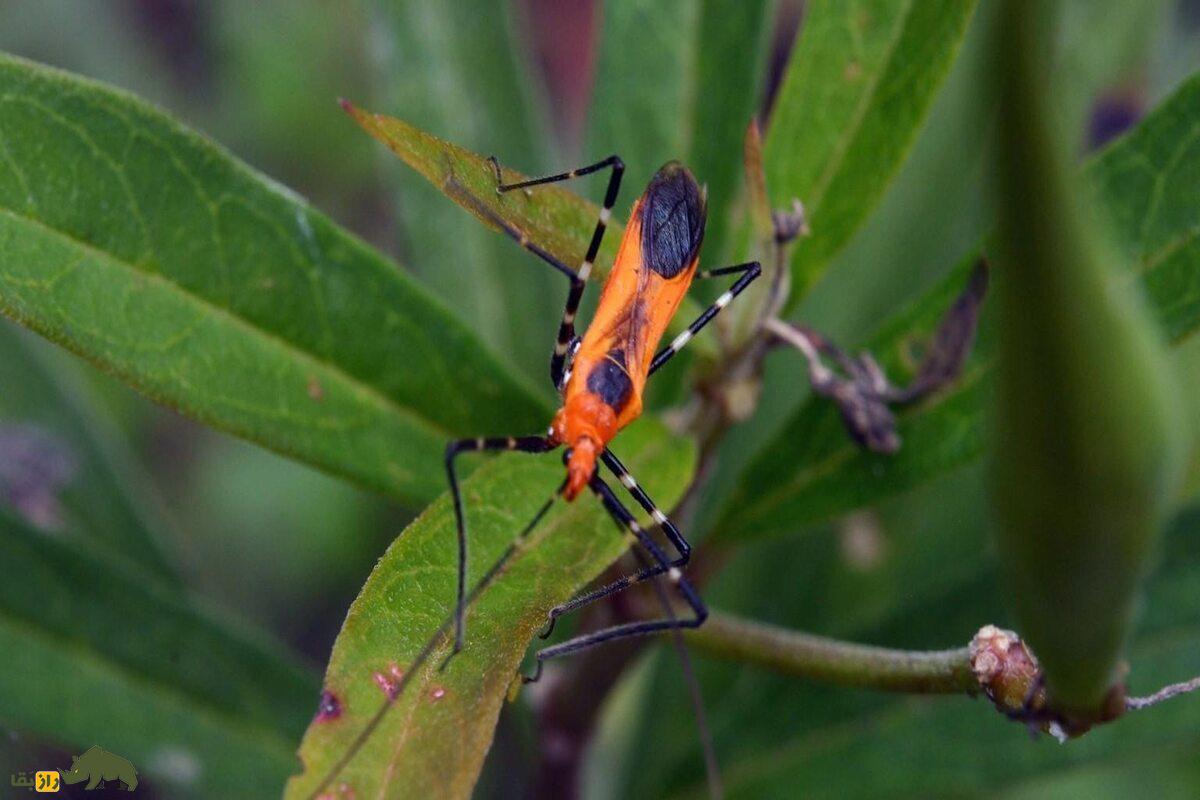 سنهای ضارب؛ شکارچیان مخفی با سم کشنده و استتار وحشتناک که در تاریکی به کمین طعمهها میروند سنهای ضارب؛ شکارچیان مخفی با سم کشنده و استتار وحشتناک که در تاریکی به کمین طعمهها میروند