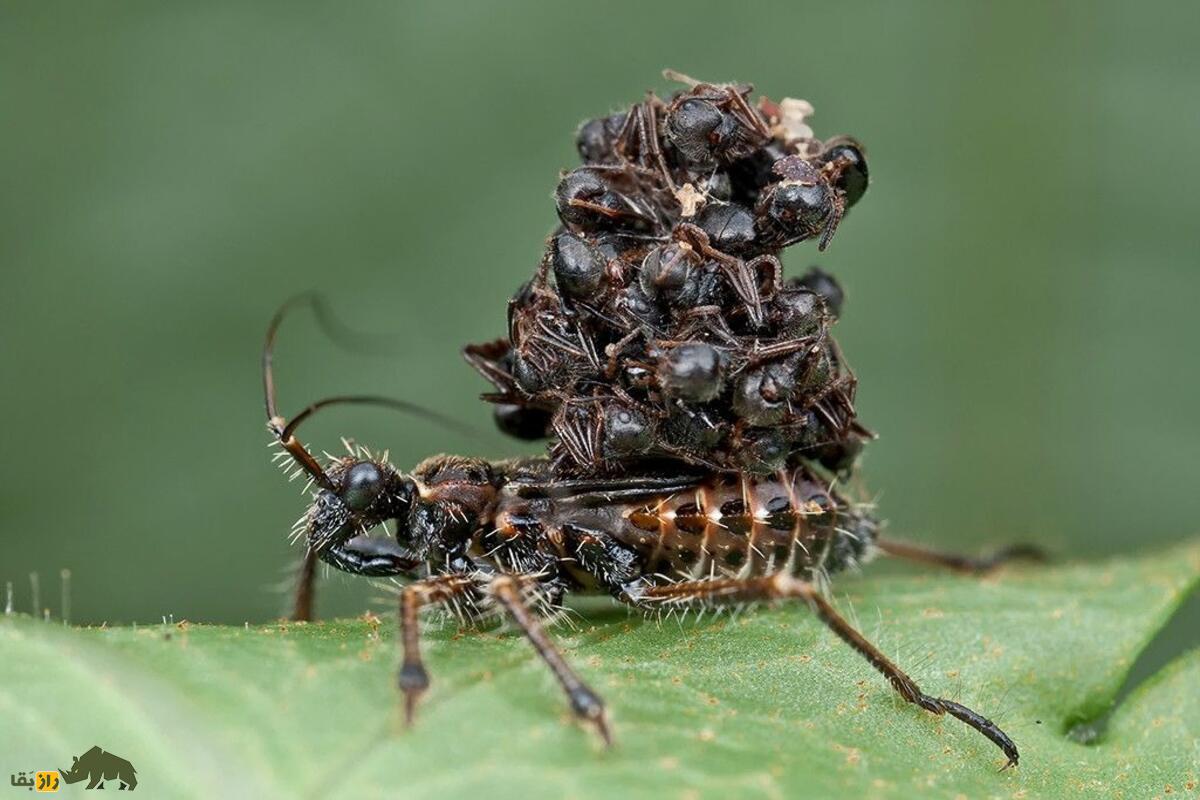 سنهای ضارب؛ شکارچیان مخفی با سم کشنده و استتار وحشتناک که در تاریکی به کمین طعمهها میروند سنهای ضارب؛ شکارچیان مخفی با سم کشنده و استتار وحشتناک که در تاریکی به کمین طعمهها میروند