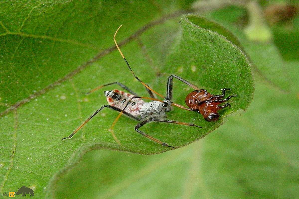 سنهای ضارب؛ شکارچیان مخفی با سم کشنده و استتار وحشتناک که در تاریکی به کمین طعمهها میروند سنهای ضارب؛ شکارچیان مخفی با سم کشنده و استتار وحشتناک که در تاریکی به کمین طعمهها میروند