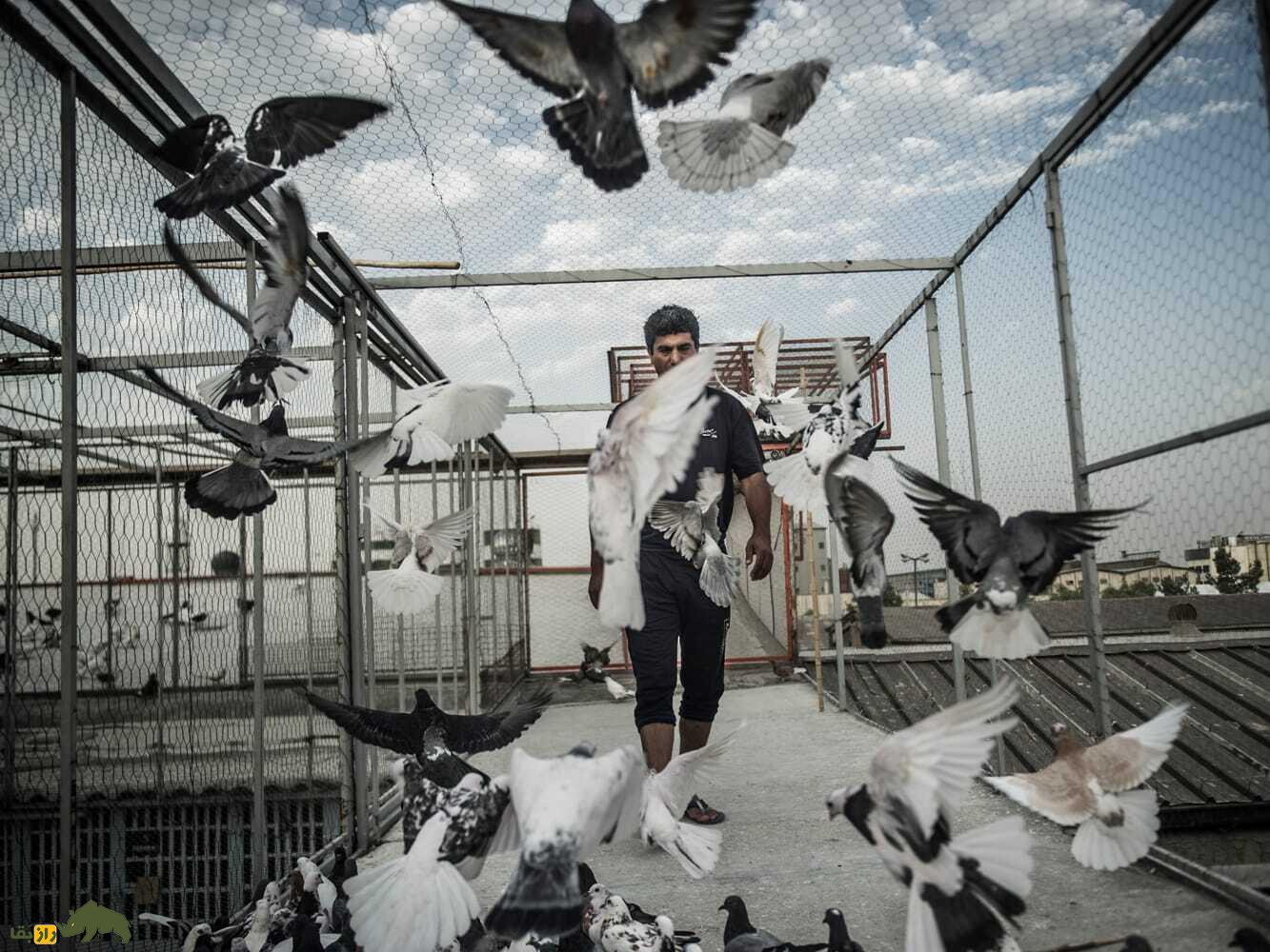 کفترباز