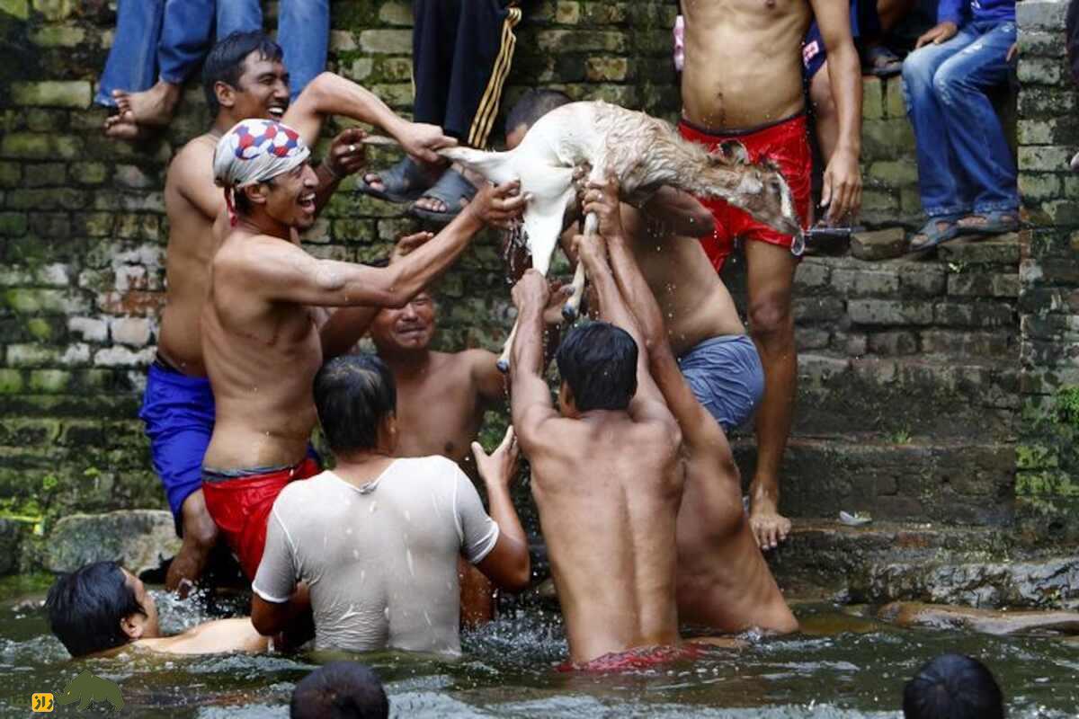 جشنواره بز خکانا؛ آیینی بحث‌برانگیز برای خفه کردن بز در نپال