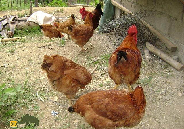 مرغ ساسو