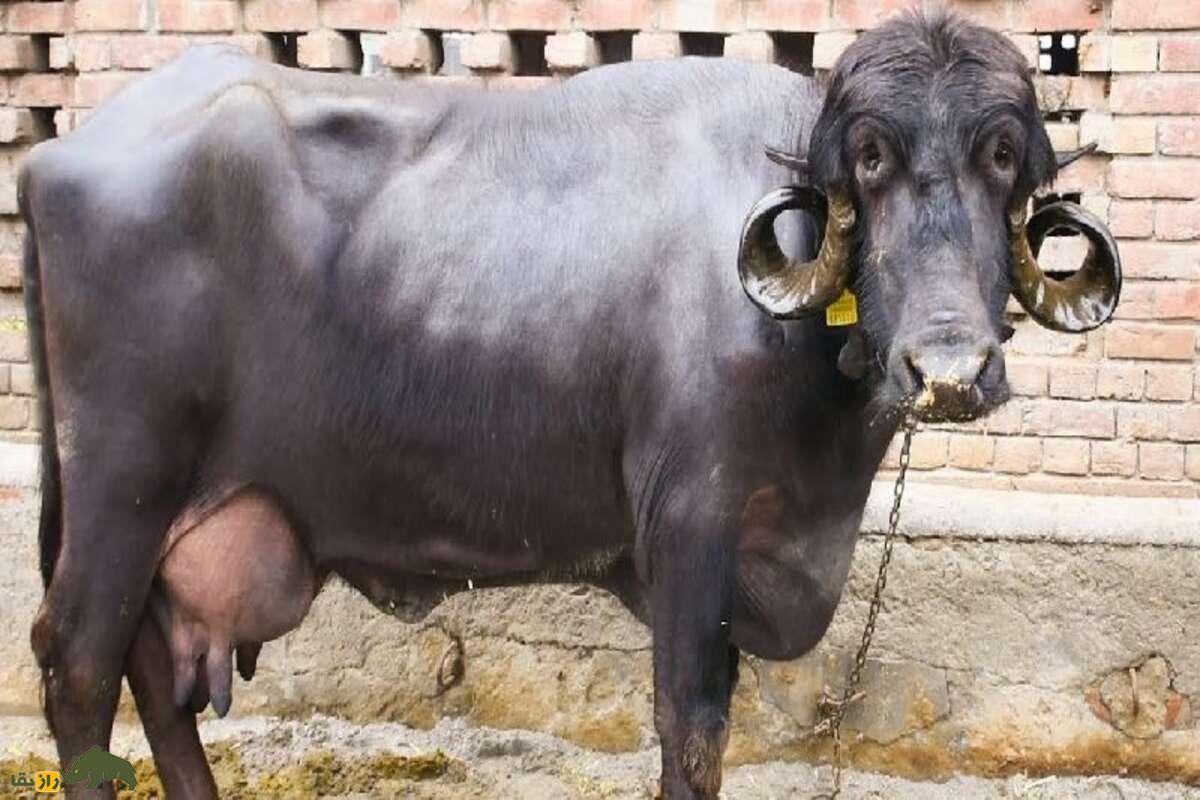 گاومیش جعفرآبادی؛ گاومیش غولپیکر هندی با عجیبترین شاخ جهان که بهترین شیر دنیا را تولید میکند