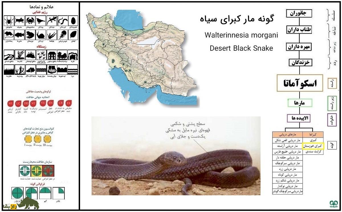کبرای سیاه خوزستان
