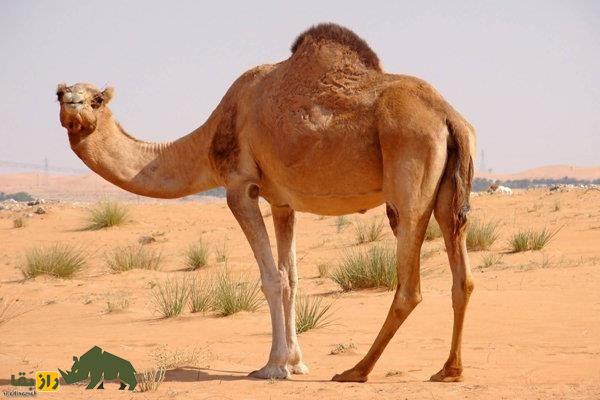 شتر مهابادی؛ شتر معروف ایرانی که بدنی کشیده و عضلانی دارد و به «شتر سرخ» معروف است