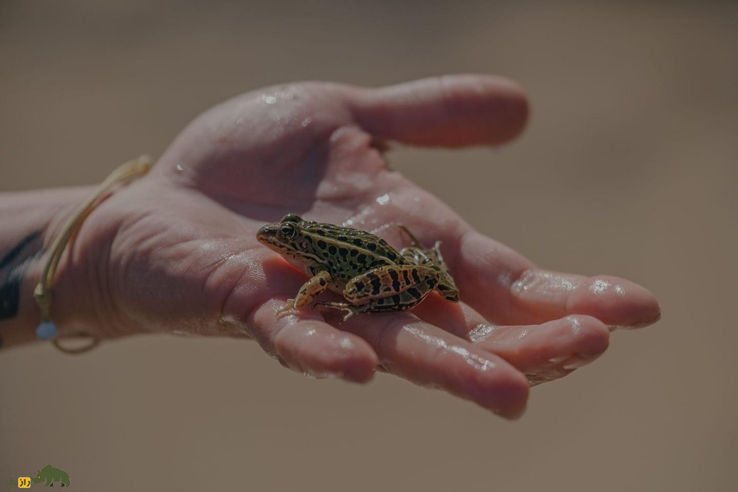 قهرمان بلعیدن قورباغه زنده؛ داستان عجیب و ترسناک مردی که ۳۶ قورباغه زنده را قورت داد قهرمان بلعیدن قورباغه زنده؛ داستان عجیب و ترسناک مردی که ۳۶ قورباغه زنده را قورت داد