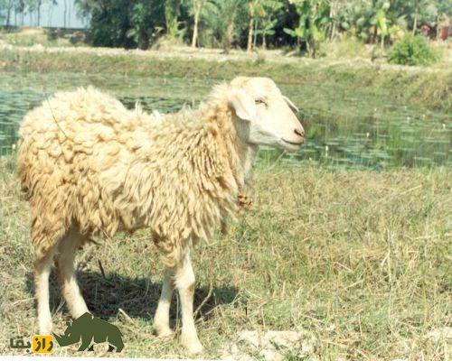 گوسفند گارول: گوسفند معروف هندی با بدنی مربعی شکل که سلطان چندقلوزایی است گوسفند گارول