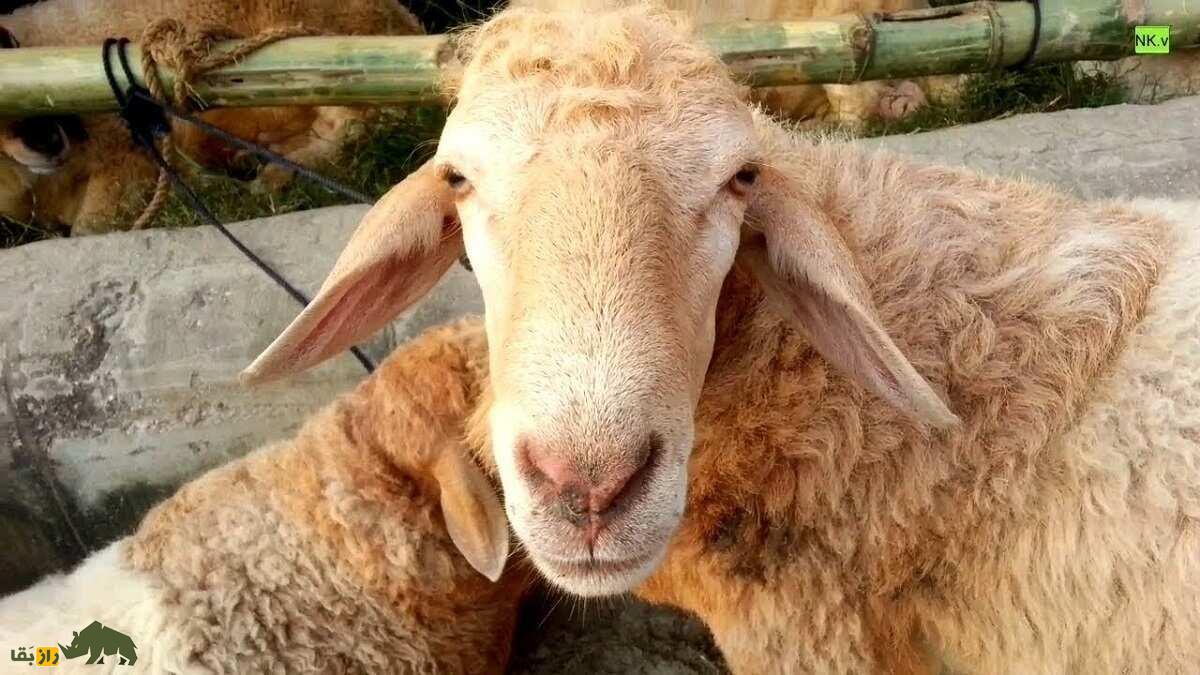 گوسفند گارول: گوسفند معروف هندی با بدنی مربعی شکل که سلطان چندقلوزایی است گوسفند گارول
