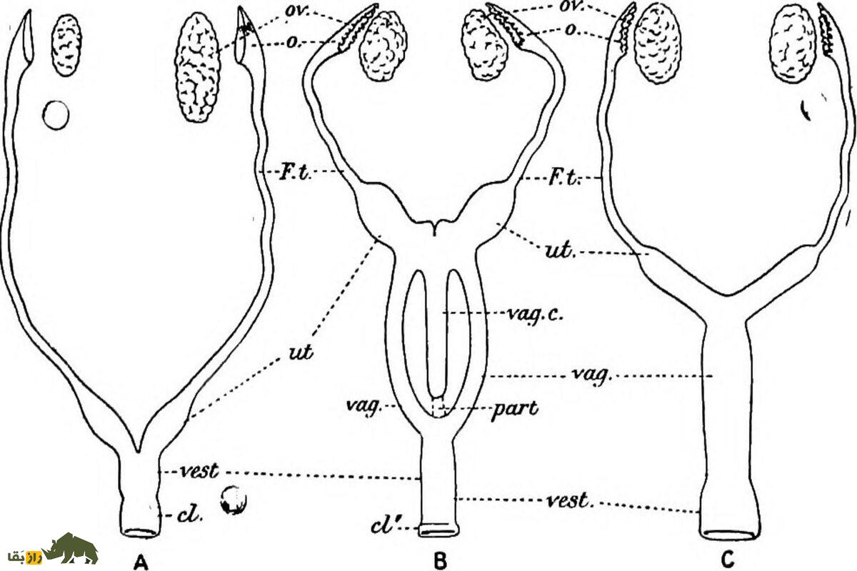 راز شگفت‌انگیز تولید مثل کانگروها؛ چرا کانگرو‌های ماده سه واژن دارند و چگونه زنده می‌مانند؟