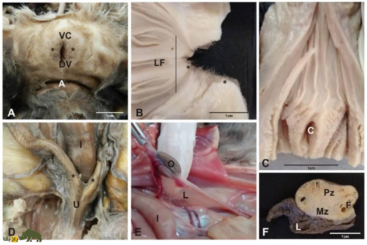 راز شگفت‌انگیز تولید مثل کانگروها؛ چرا کانگرو‌های ماده سه واژن دارند و چگونه زنده می‌مانند؟