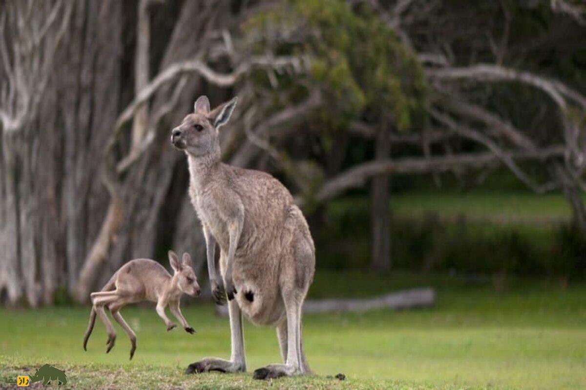 راز شگفت‌انگیز تولید مثل کانگروها؛ چرا کانگرو‌های ماده سه واژن دارند و چگونه زنده می‌مانند؟