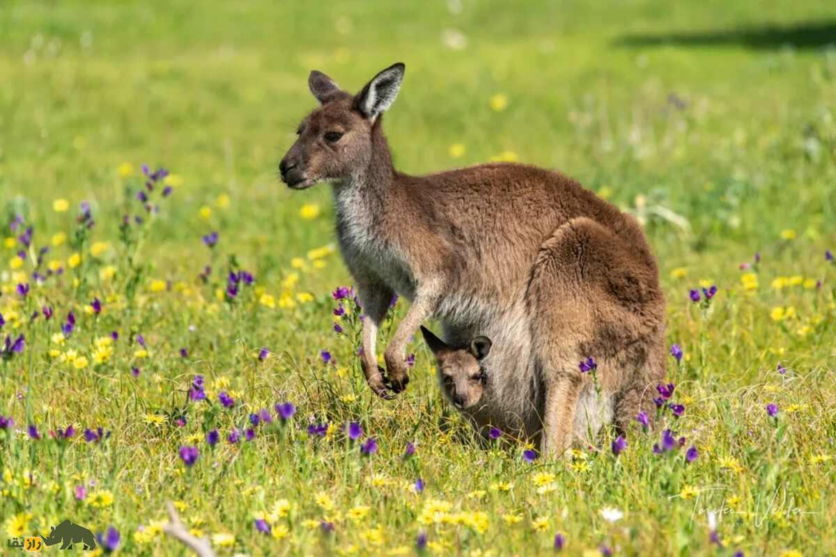 راز شگفت‌انگیز تولید مثل کانگروها؛ چرا کانگرو‌های ماده سه واژن دارند و چگونه زنده می‌مانند؟