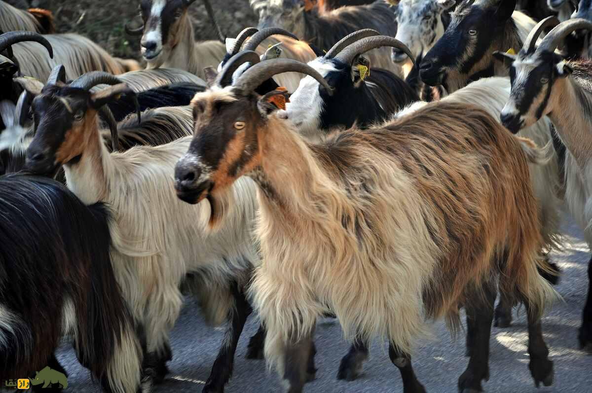 بز کُرسیکا