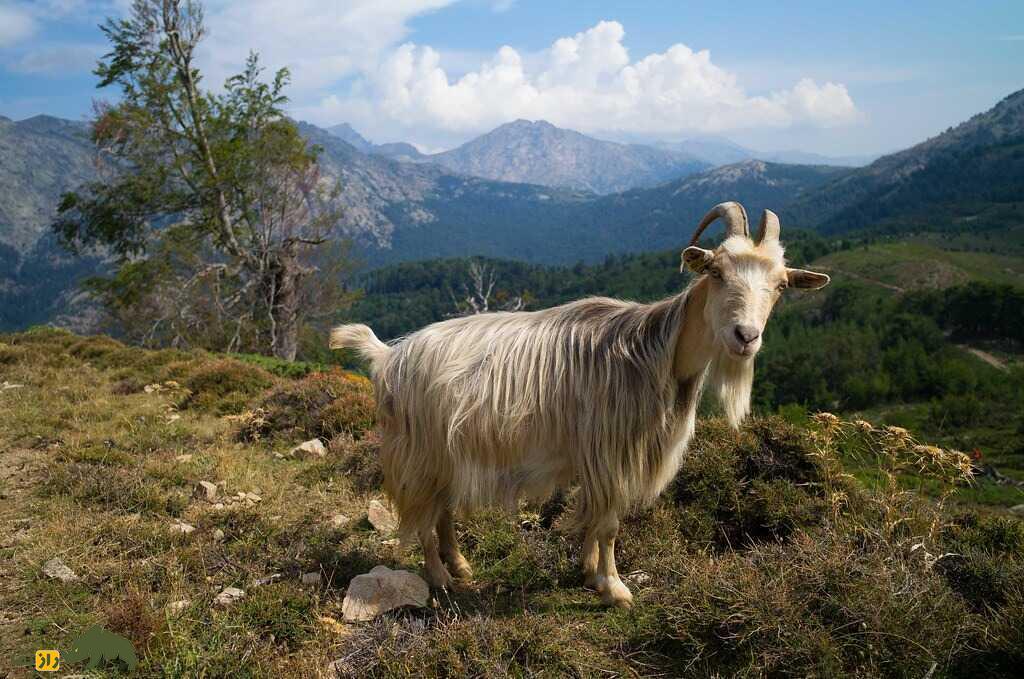 بز کُرسیکا