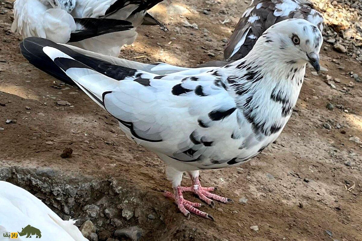 رضا عشقیار؛ اسطوره کبوتربازی ایران که جلوی سربریدن کبوترها را گرفت و کبوتربازان مدیون او هستند