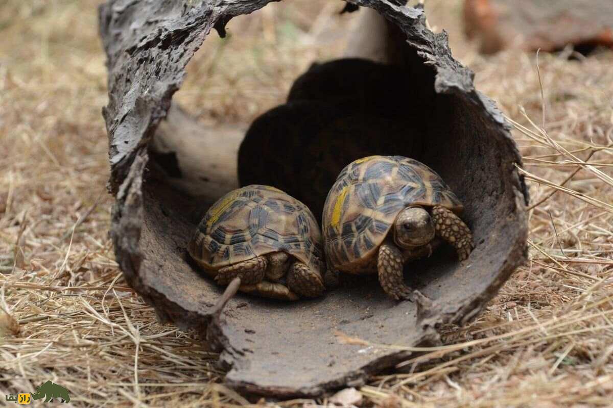 خشونت جنسی و تجاوز در دنیای حیوانات: طبیعت بی‌رحم