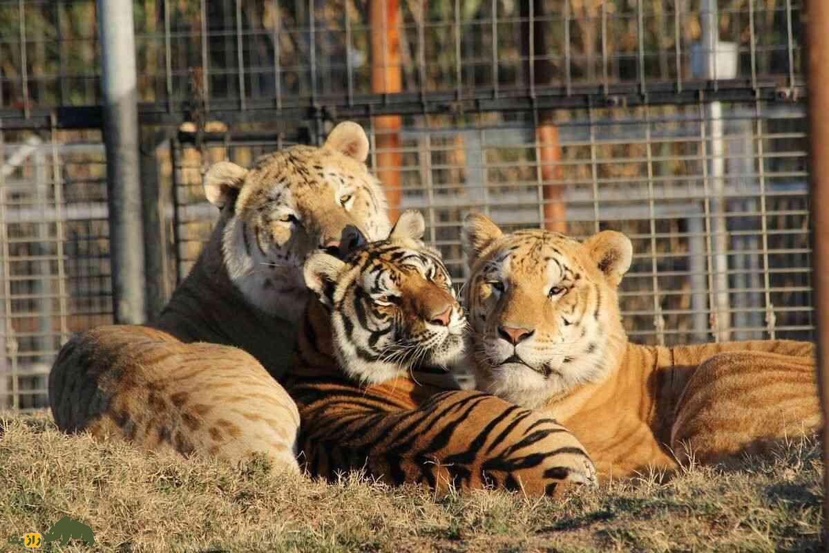 خشونت جنسی و تجاوز در دنیای حیوانات: طبیعت بی‌رحم