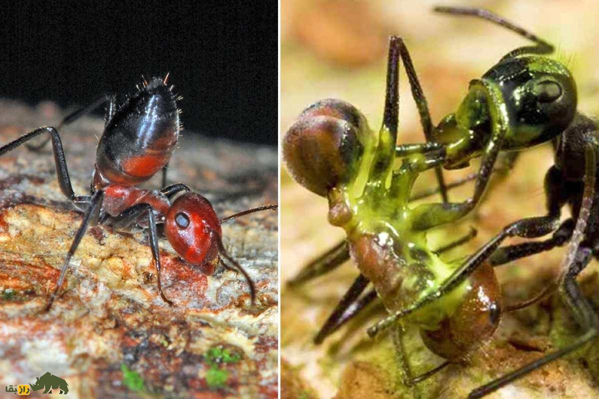 مورچه منفجرشونده؛ مورچهای که هنگام خطر خودکشی میکند و مثل یک بمب شیمیایی منفجر میشود