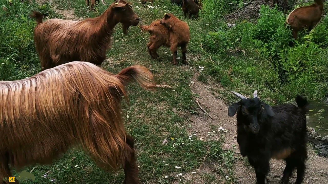 بز هاسی: بز معروف آلبانی که قرمز رنگ است و به رنگ صخرهها در میآید بز هاسی