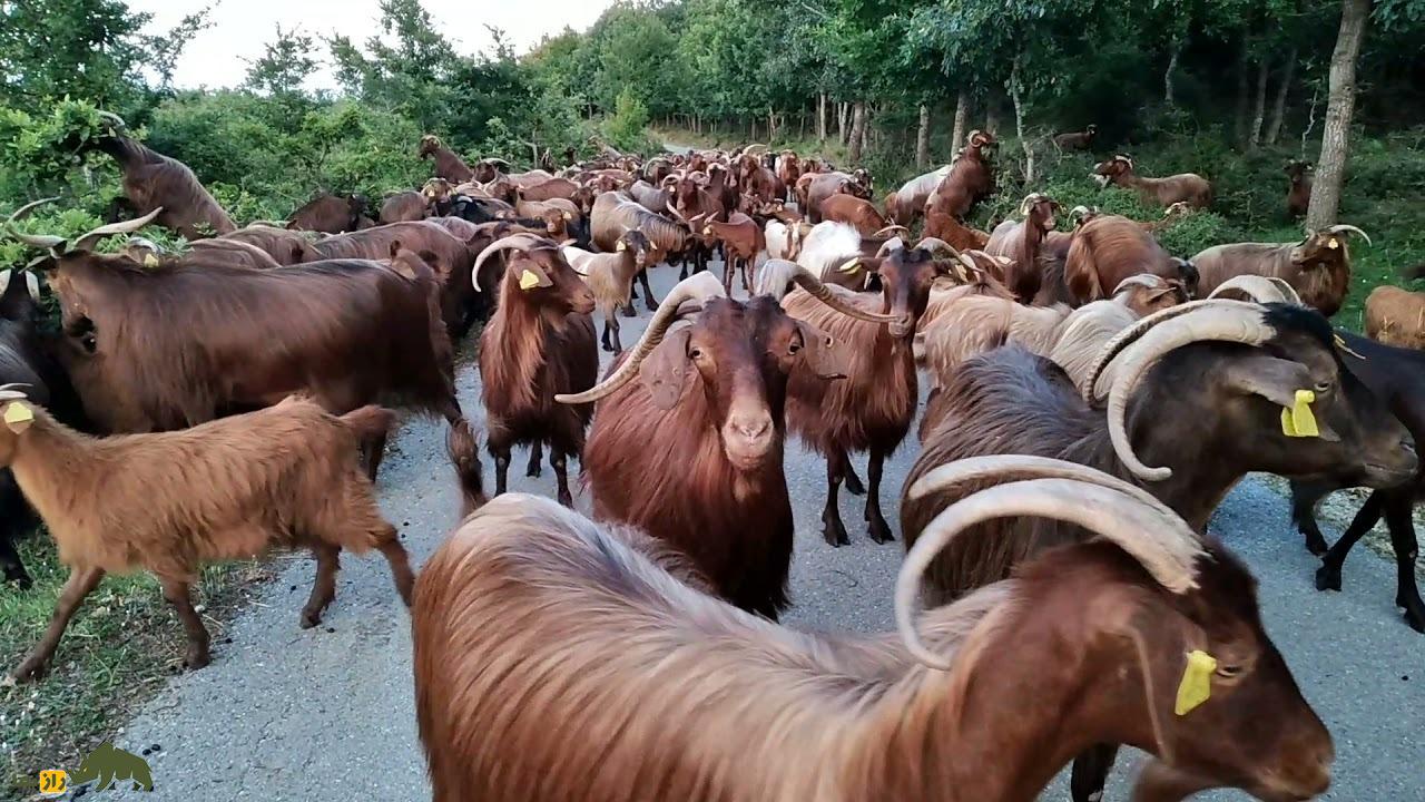 بز هاسی: بز معروف آلبانی که قرمز رنگ است و به رنگ صخرهها در میآید بز هاسی