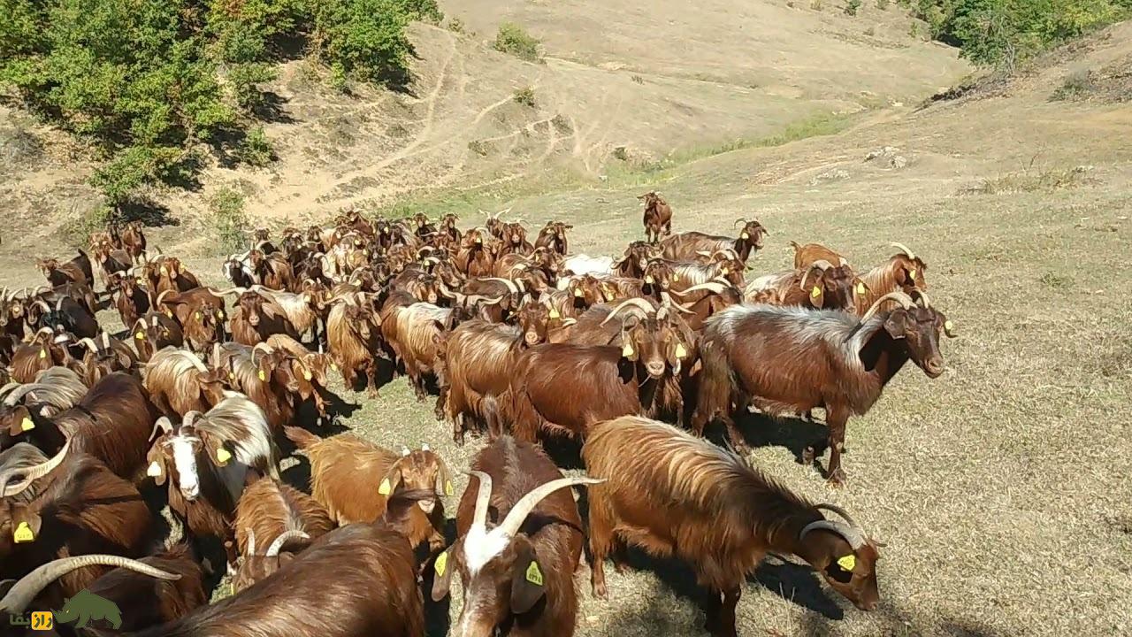 بز هاسی: بز معروف آلبانی که قرمز رنگ است و به رنگ صخرهها در میآید بز هاسی