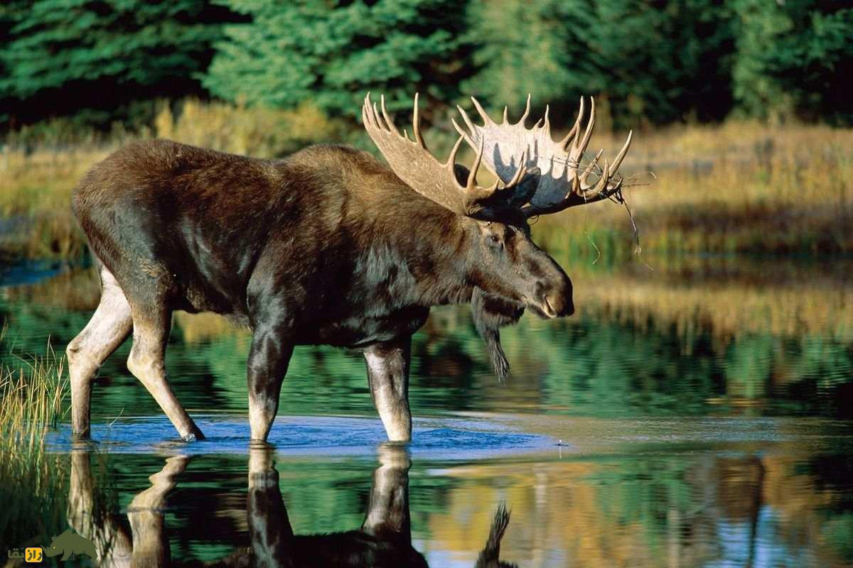 موس؛ بزرگترین پستاندار خشکیزی نیمکره شمالی با ۷۰۰ کیلو وزن که خشنترین مبارزه جفتگیری را دارد!