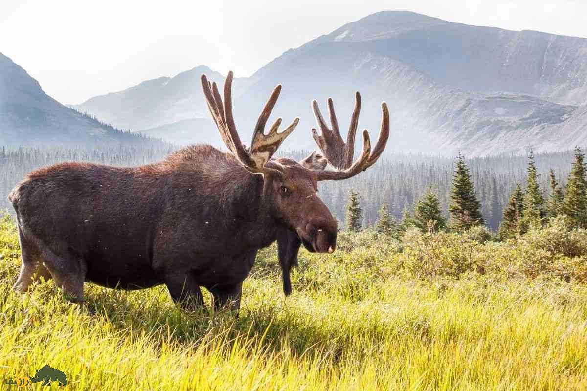 موس؛ بزرگترین پستاندار خشکیزی با شاخهای عظیم، پاهای بلند و قدرت شنا در آبهای سرد و باتلاقی موس؛ بزرگترین پستاندار خشکیزی با شاخهای عظیم، پاهای بلند و قدرت شنا در آبهای سرد و باتلاقی