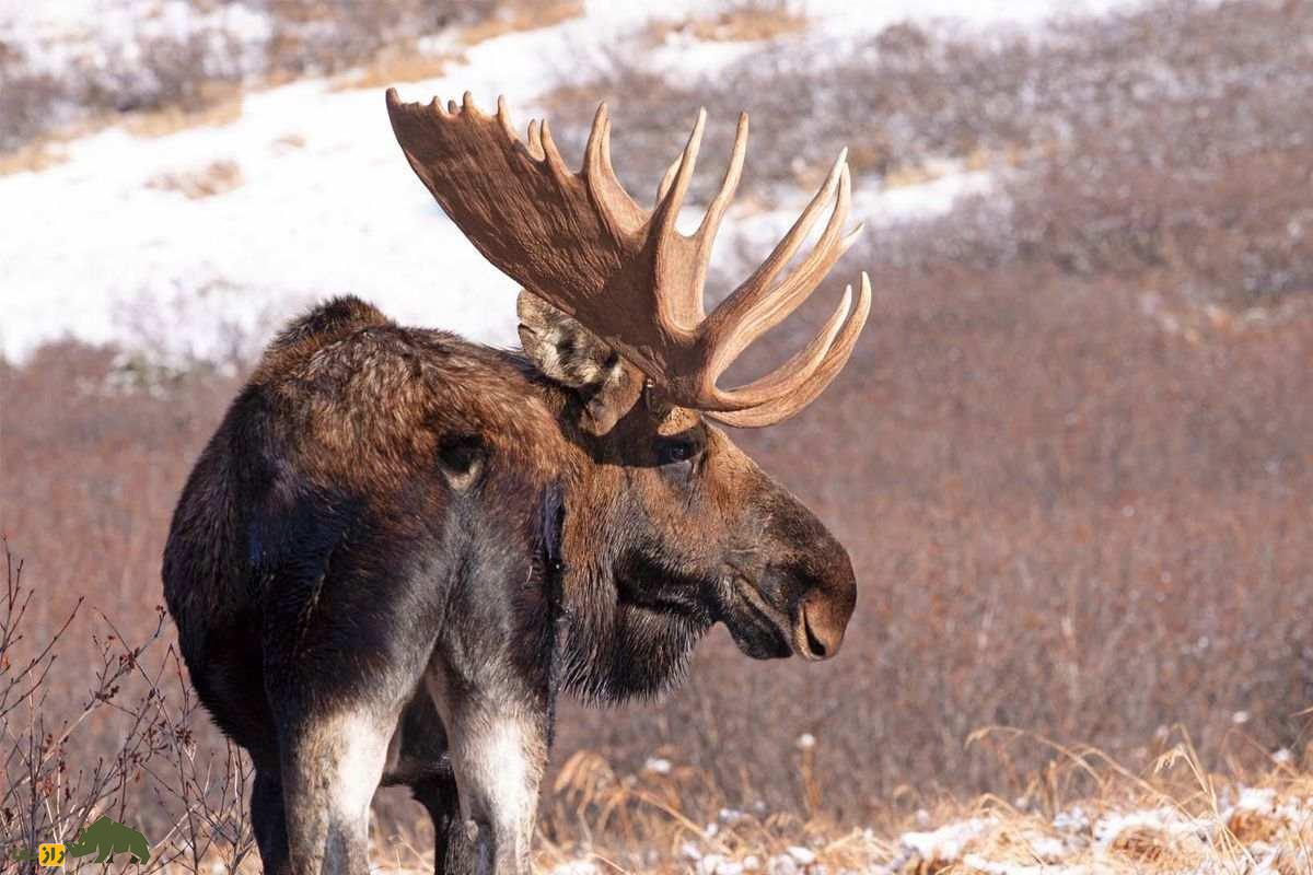 موس؛ بزرگترین پستاندار خشکیزی با شاخهای عظیم، پاهای بلند و قدرت شنا در آبهای سرد و باتلاقی موس؛ بزرگترین پستاندار خشکیزی با شاخهای عظیم، پاهای بلند و قدرت شنا در آبهای سرد و باتلاقی