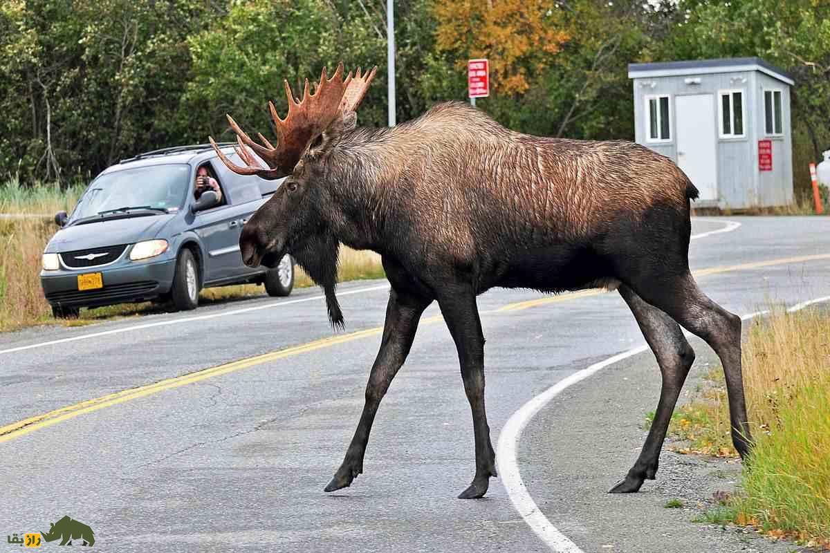 موس؛ بزرگترین پستاندار خشکیزی با شاخهای عظیم، پاهای بلند و قدرت شنا در آبهای سرد و باتلاقی موس؛ بزرگترین پستاندار خشکیزی با شاخهای عظیم، پاهای بلند و قدرت شنا در آبهای سرد و باتلاقی