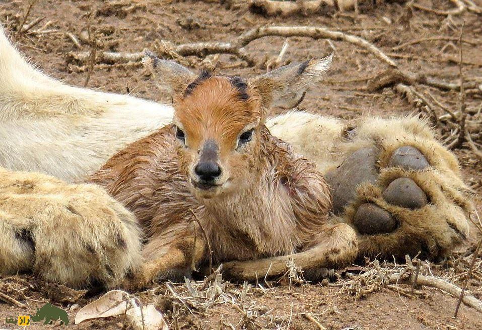 فیلمی باورنکردنی از پناه بردن آهو به شیر از ترس کفتارهای گرسنه! فیلمی باورنکردنی از پناه بردن آهو به شیر از ترس کفتارهای گرسنه!