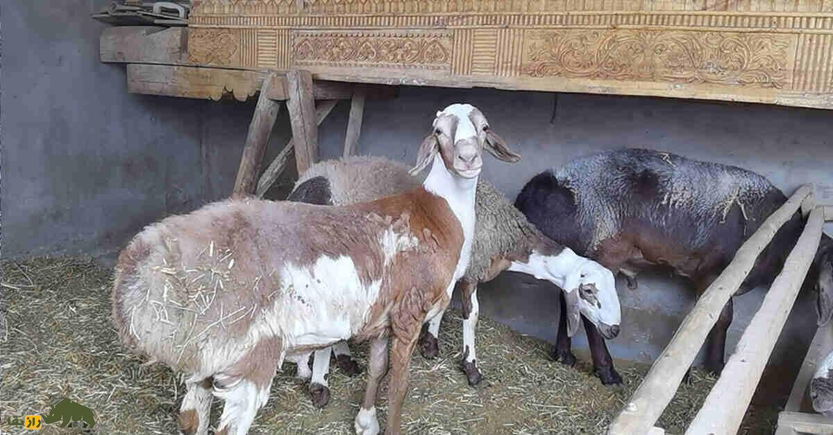 گوسفند دولان؛ گوسفند نایاب چینی با قیمت ۱۸۲ میلیارد تومان که لوکسترین حیوان کلکسیون ثروتمندان چینی است گوسفند دولان