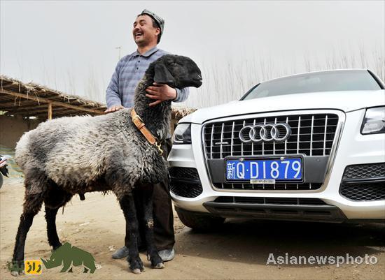 گوسفند دولان؛ گوسفند نایاب چینی با قیمت ۱۸۲ میلیارد تومان که لوکسترین حیوان کلکسیون ثروتمندان چینی است گوسفند دولان