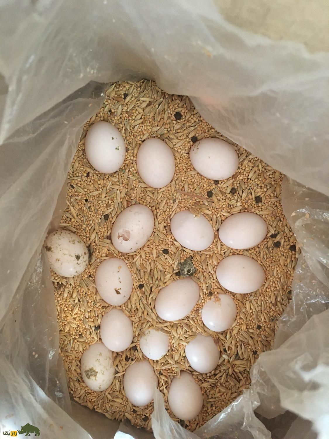 رازهای دنیای کبوترها؛ تخم کبوتر زیر پای کدام پرنده جوجه میشود و کبوتر از تخم چه پرندهای میتواند نگهداری کند؟ رازهای دنیای کبوترها؛ تخم کبوتر زیر پای کدام پرنده جوجه میشود و کبوتر از تخم چه پرندهای میتواند نگهداری کند؟